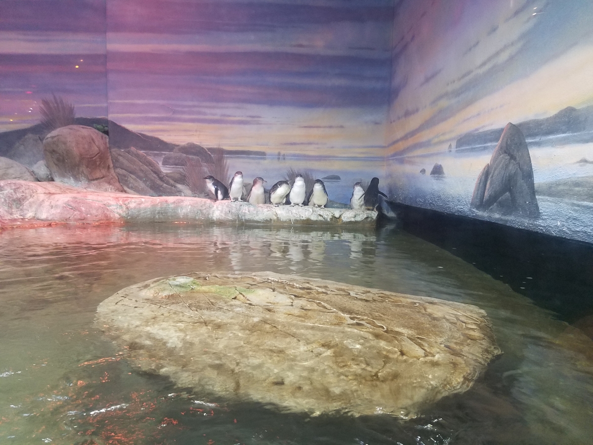 Australian Penguins