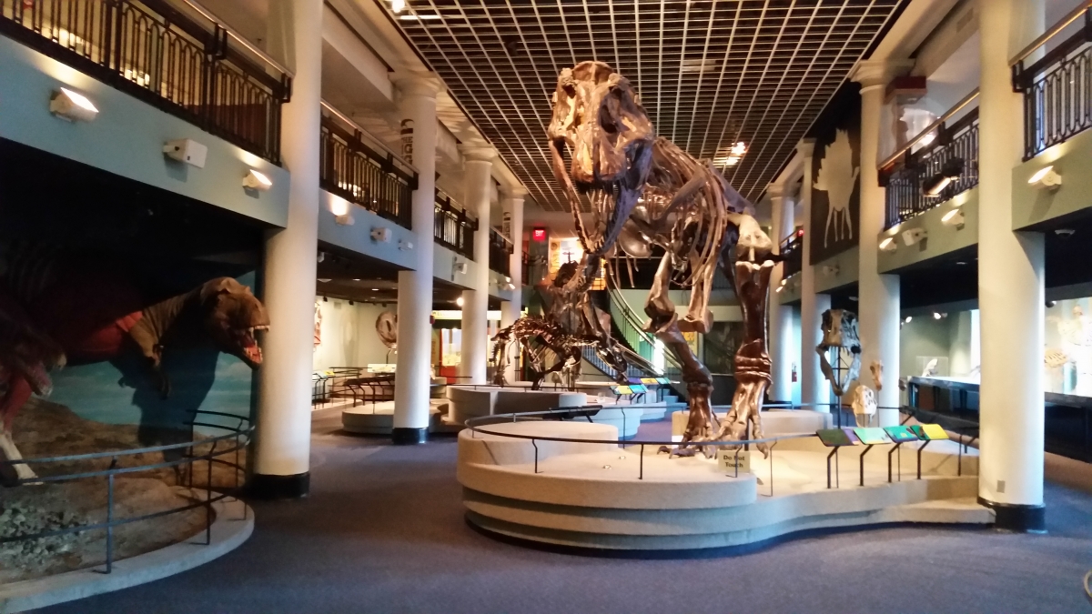 Tyrannosaurus Rex in Dinosaur Hall Tyrannosaurus Rex in Dinosaur Hall