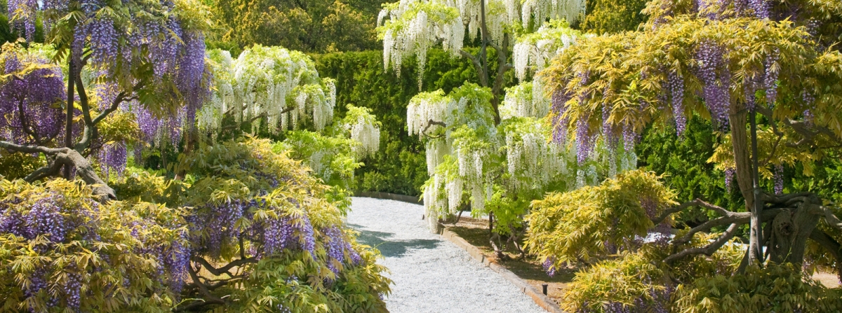 Wisteria Garden at Longwood Gardens - Photo Credit: Longwood Gardens Wisteria Garden at Longwood Gardens - Photo Credit: Longwood Gardens